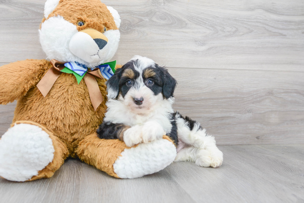 Mini Aussiedoodle Pup Being Cute