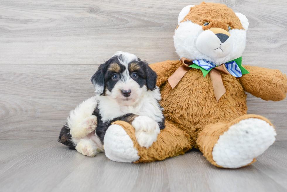 Little Aussiepoo Poodle Mix Puppy