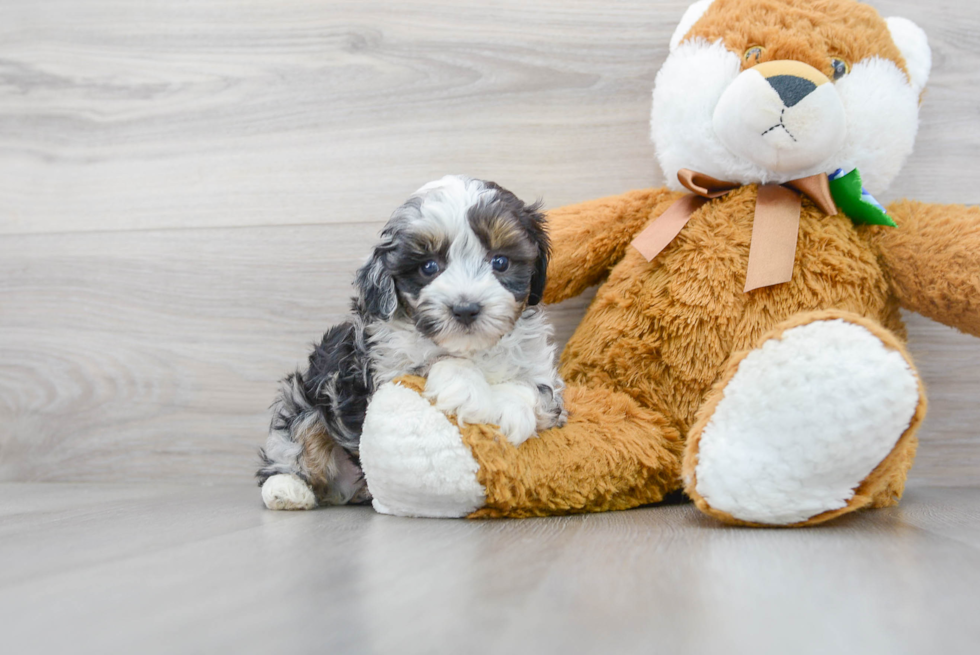 Popular Mini Aussiedoodle Poodle Mix Pup