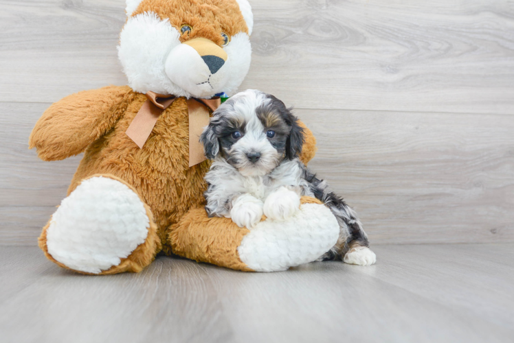 Mini Aussiedoodle Pup Being Cute