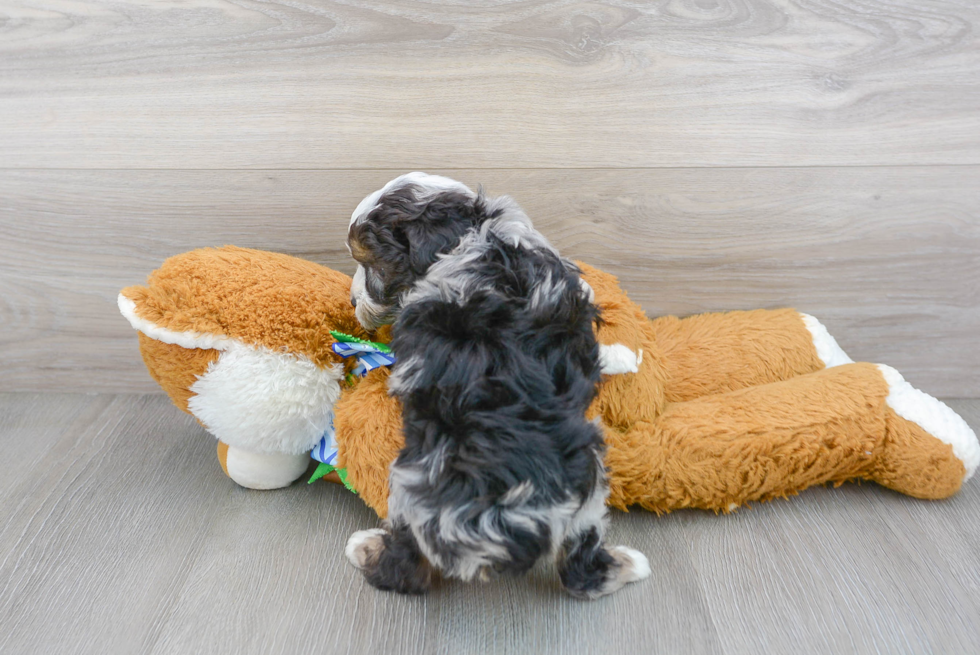 Fluffy Mini Aussiedoodle Poodle Mix Pup