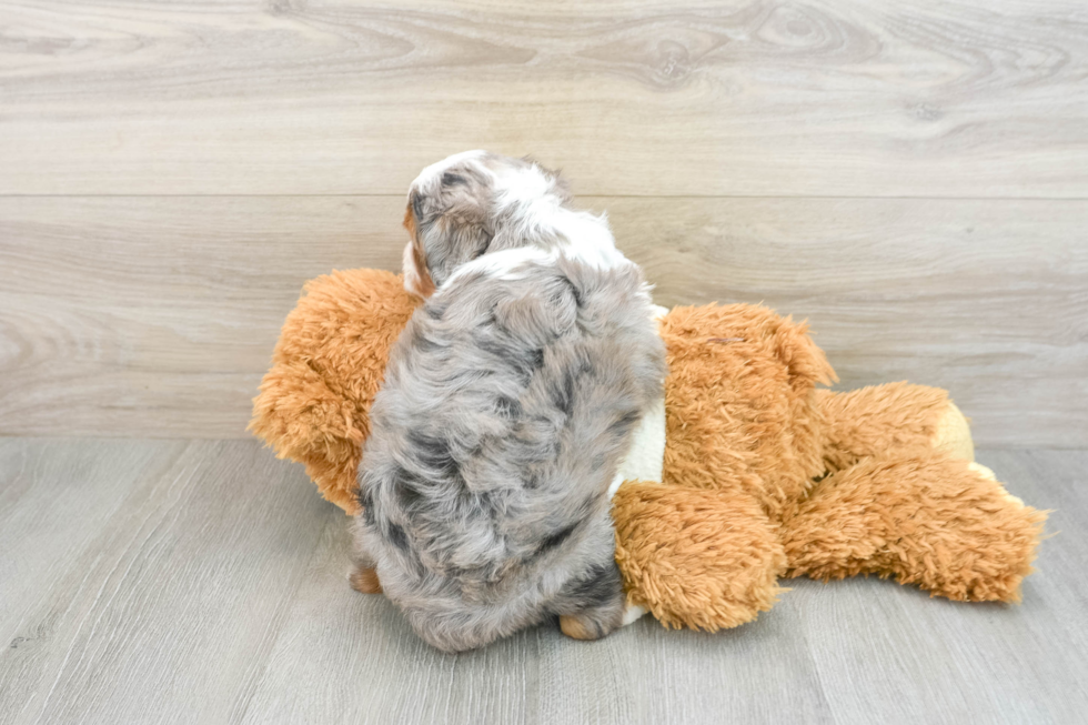 Mini Aussiedoodle Puppy for Adoption