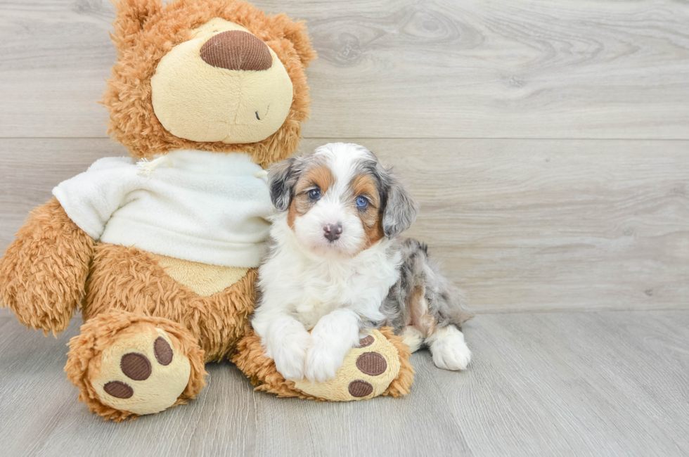 6 week old Mini Aussiedoodle Puppy For Sale - Premier Pups