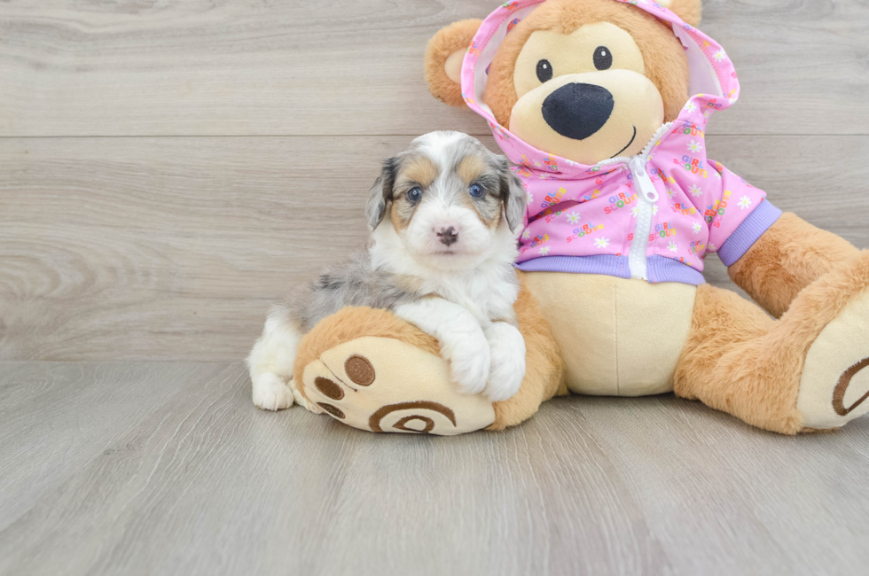 6 week old Mini Aussiedoodle Puppy For Sale - Premier Pups