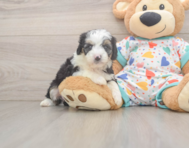 8 week old Mini Aussiedoodle Puppy For Sale - Premier Pups