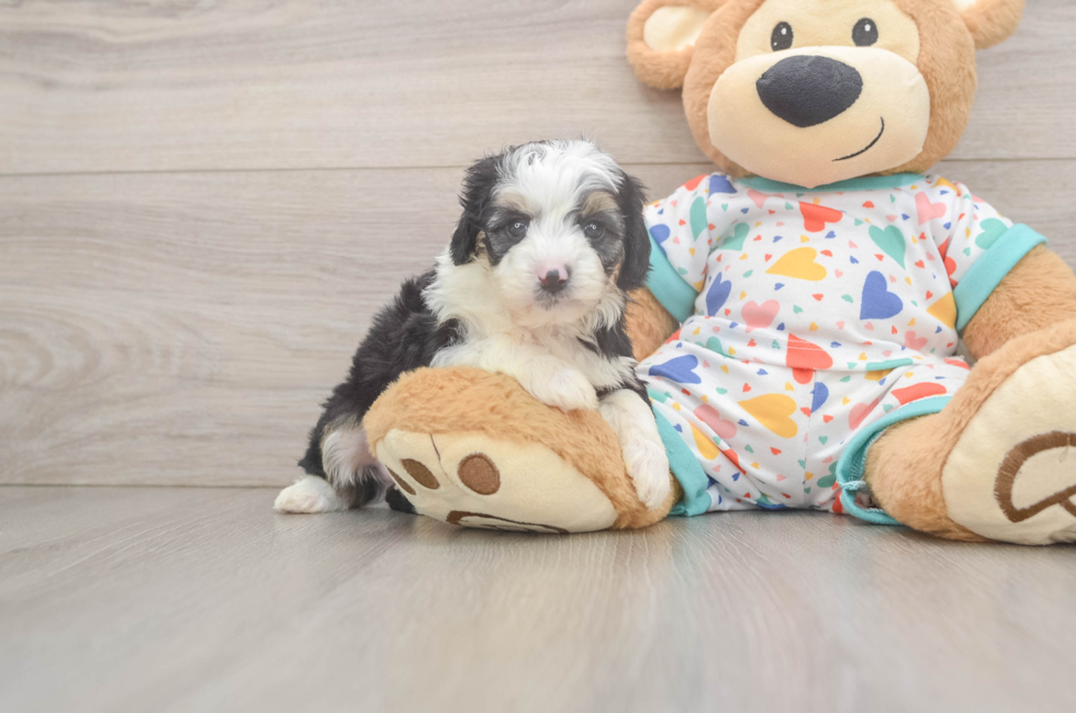 5 week old Mini Aussiedoodle Puppy For Sale - Premier Pups