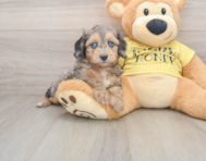 8 week old Mini Aussiedoodle Puppy For Sale - Premier Pups