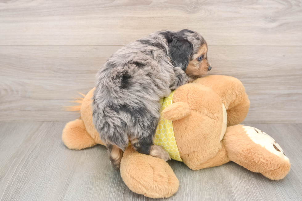 Mini Aussiedoodle Pup Being Cute