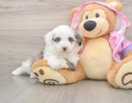 6 week old Mini Aussiedoodle Puppy For Sale - Premier Pups