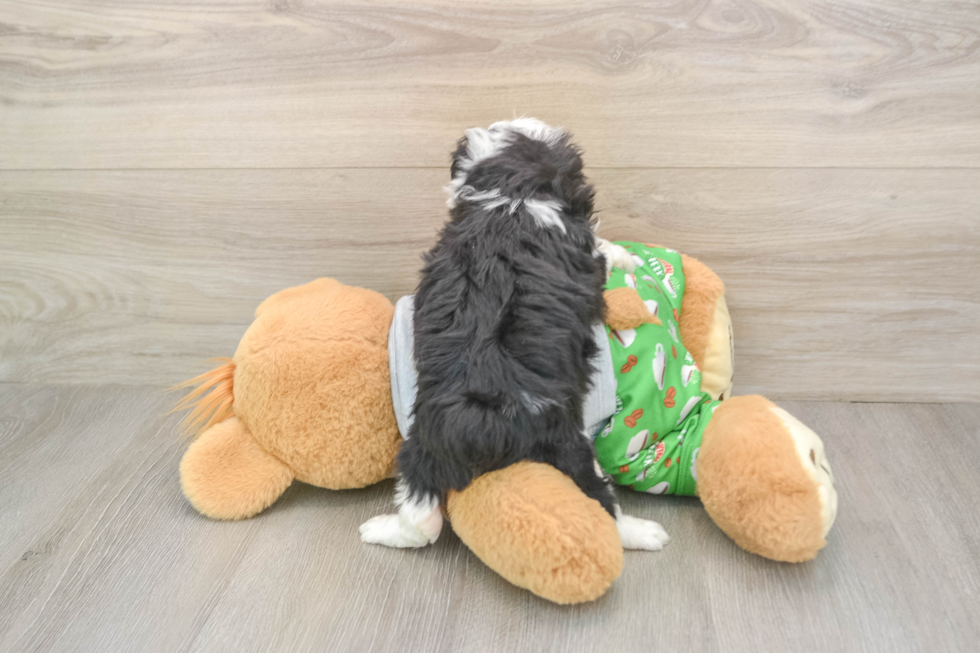 Sweet Mini Aussiedoodle Baby