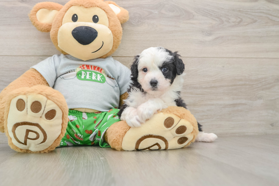 Funny Mini Aussiedoodle Poodle Mix Pup