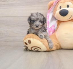 7 week old Mini Aussiedoodle Puppy For Sale - Premier Pups