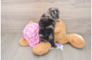 Mini Aussiedoodle Puppy for Adoption