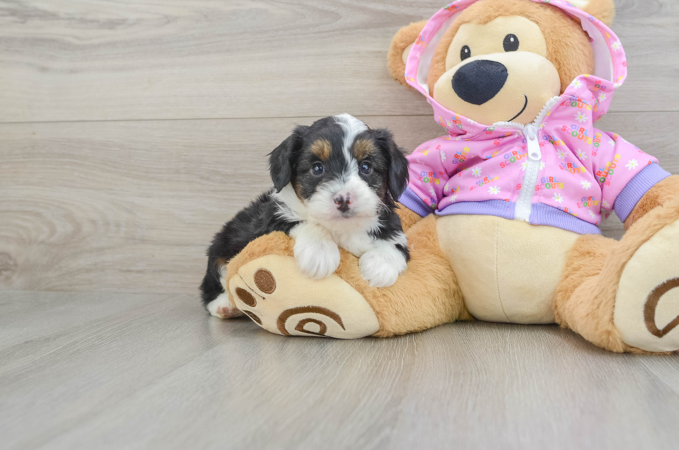 6 week old Mini Aussiedoodle Puppy For Sale - Premier Pups