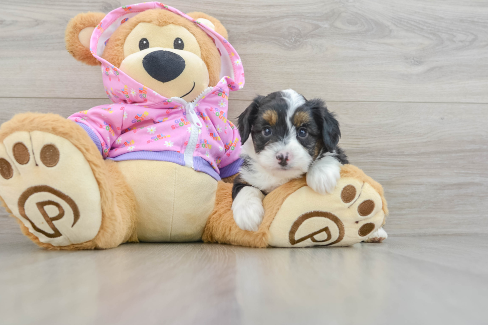 Energetic Aussie Poo Poodle Mix Puppy