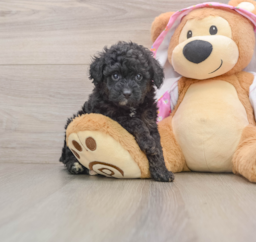 7 week old Mini Aussiedoodle Puppy For Sale - Premier Pups