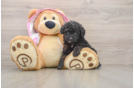 Smart Mini Aussiedoodle Poodle Mix Pup