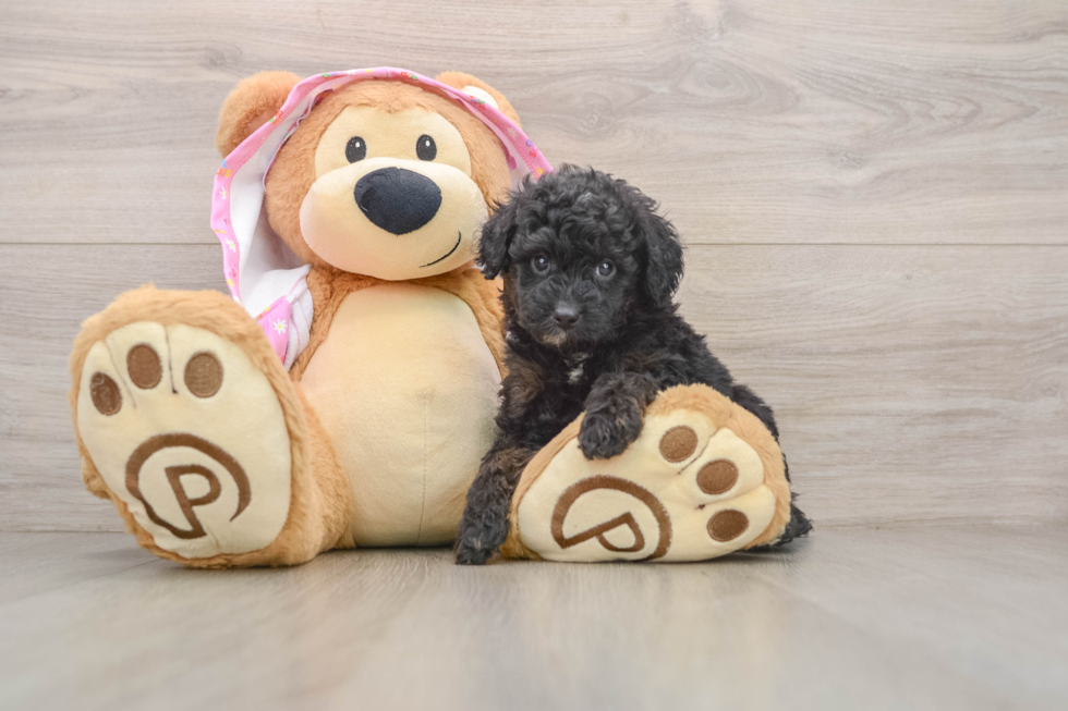 Smart Mini Aussiedoodle Poodle Mix Pup