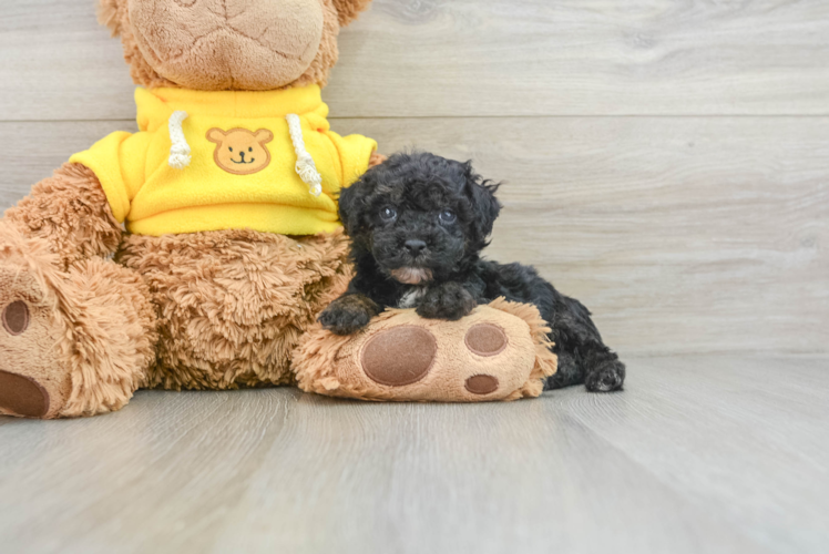 Best Mini Aussiedoodle Baby