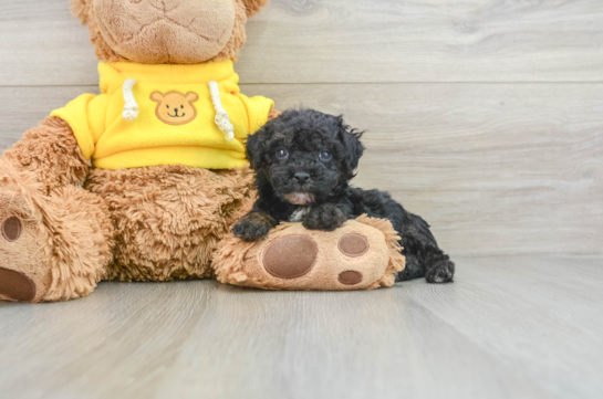 Best Mini Aussiedoodle Baby