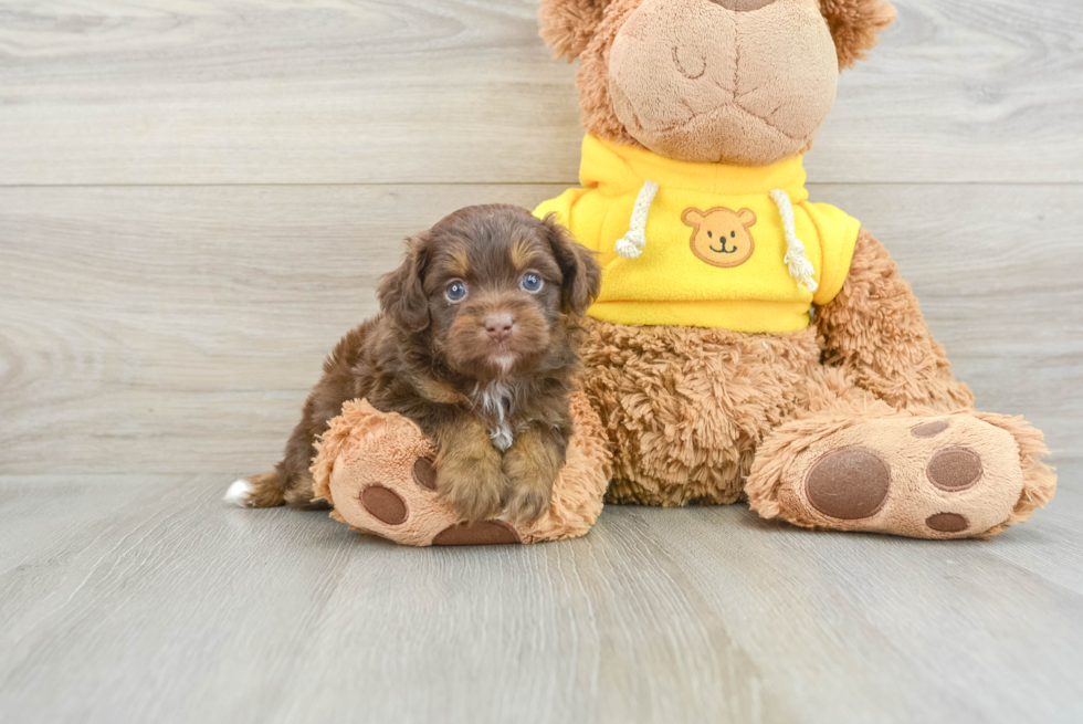 Best Mini Aussiedoodle Baby