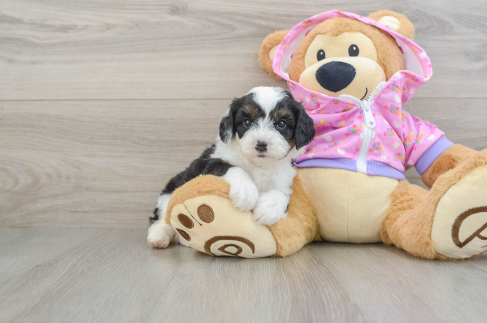 6 week old Mini Aussiedoodle Puppy For Sale - Premier Pups