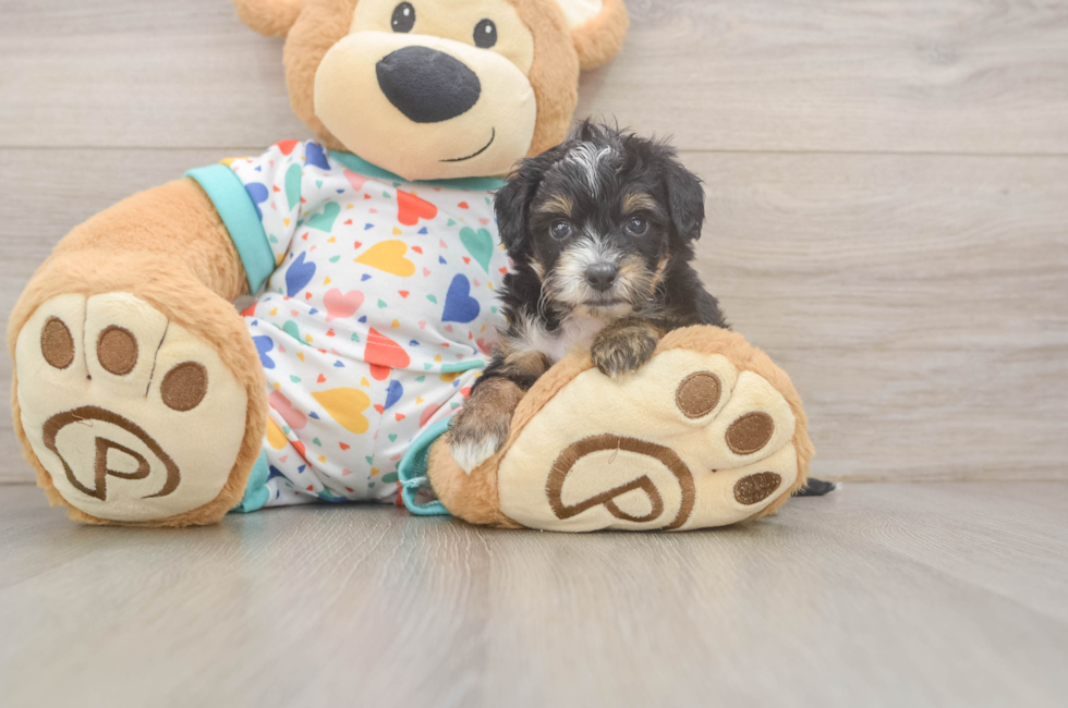 5 week old Mini Aussiedoodle Puppy For Sale - Premier Pups