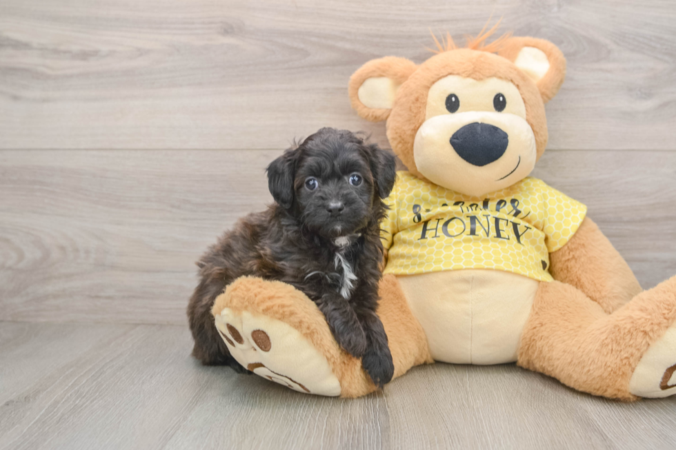 Best Mini Aussiedoodle Baby