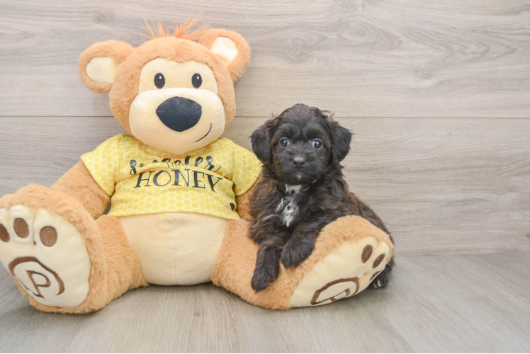 Small Mini Aussiedoodle Baby