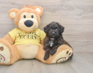 7 week old Mini Aussiedoodle Puppy For Sale - Premier Pups