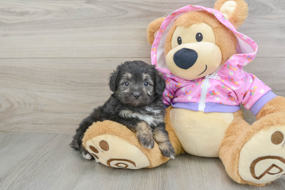 Friendly Mini Aussiedoodle Baby