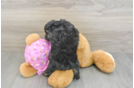 Mini Aussiedoodle Puppy for Adoption