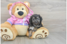 Mini Aussiedoodle Puppy for Adoption