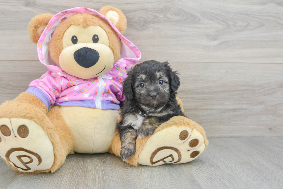 Mini Aussiedoodle Puppy for Adoption