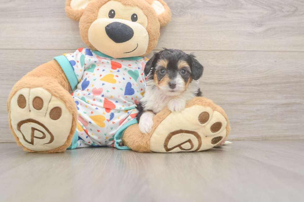 5 week old Mini Aussiedoodle Puppy For Sale - Premier Pups
