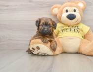 7 week old Mini Aussiedoodle Puppy For Sale - Premier Pups