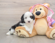 7 week old Mini Aussiedoodle Puppy For Sale - Premier Pups