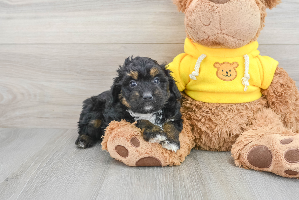 Petite Mini Aussiedoodle Poodle Mix Pup