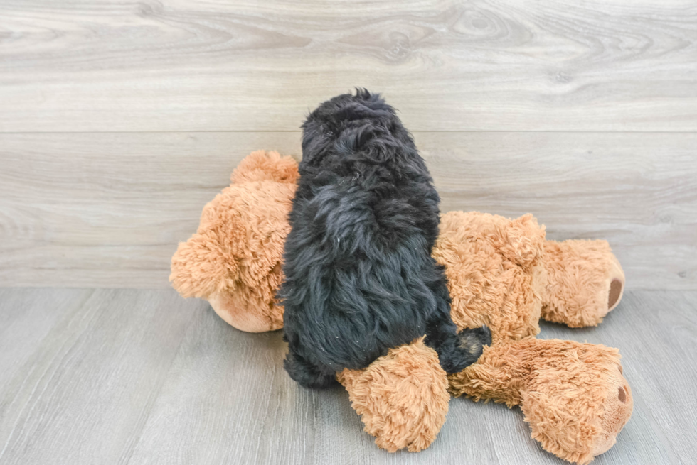 Smart Mini Aussiedoodle Poodle Mix Pup