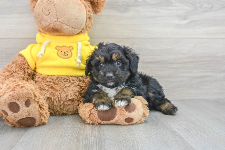 Mini Aussiedoodle Pup Being Cute