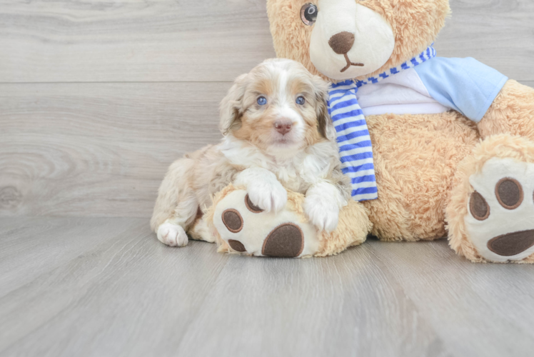 Funny Mini Aussiedoodle Poodle Mix Pup