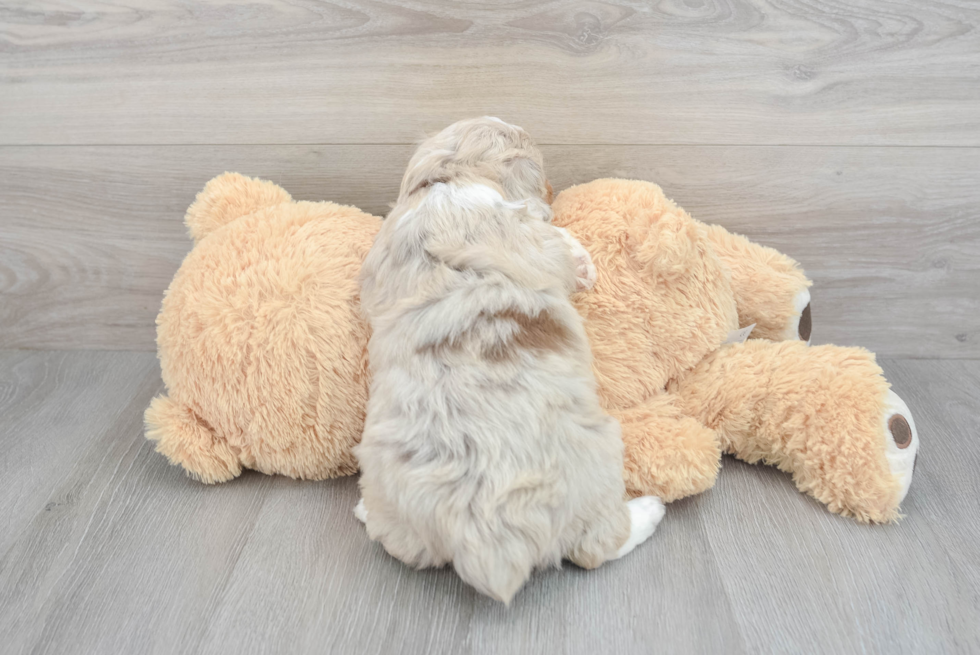 Mini Aussiedoodle Puppy for Adoption