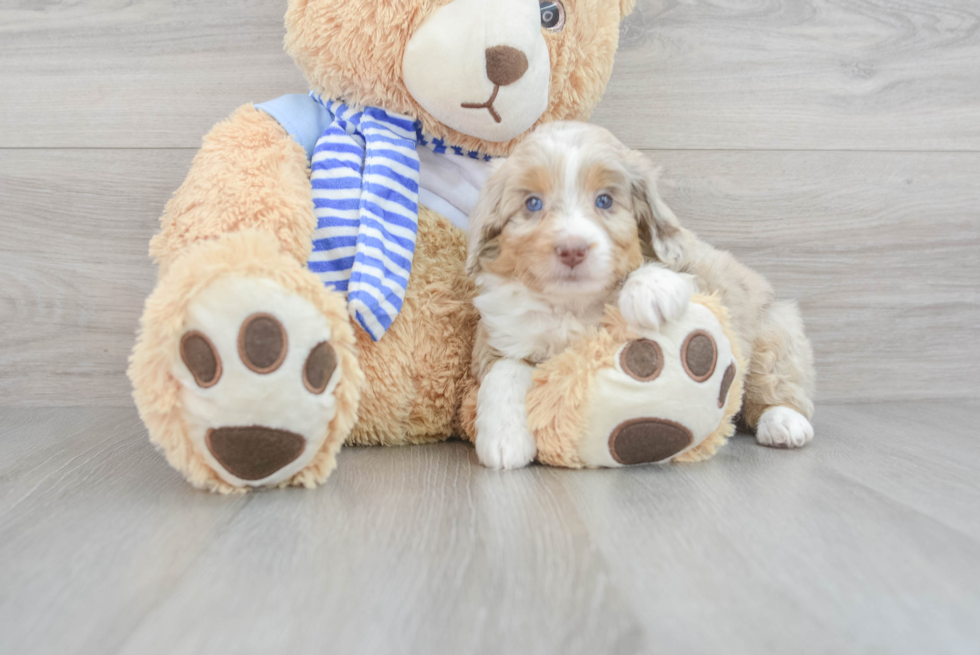 Mini Aussiedoodle Puppy for Adoption