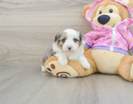 8 week old Mini Aussiedoodle Puppy For Sale - Premier Pups