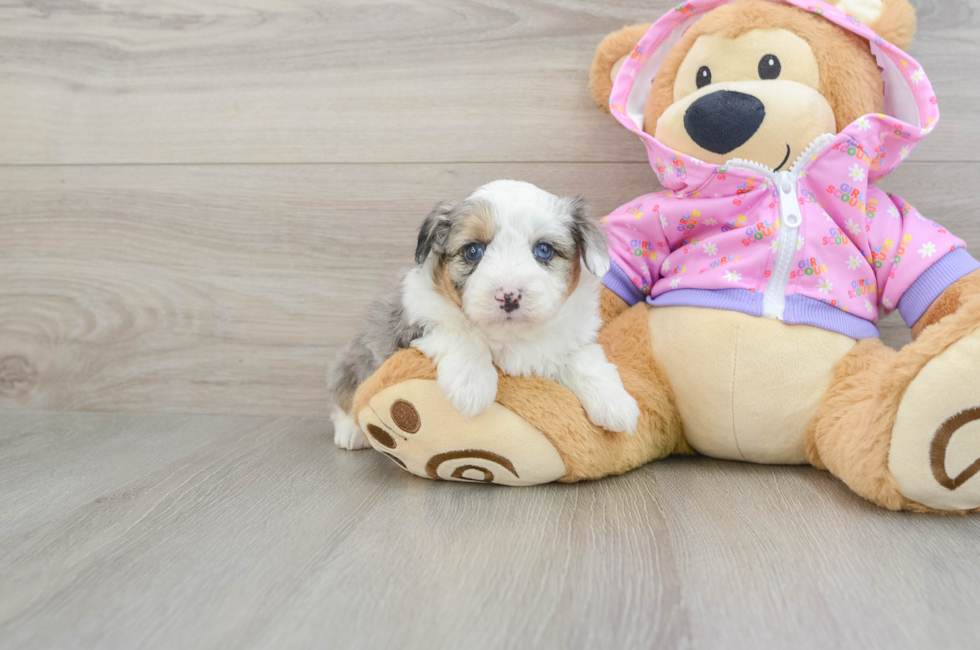 6 week old Mini Aussiedoodle Puppy For Sale - Premier Pups