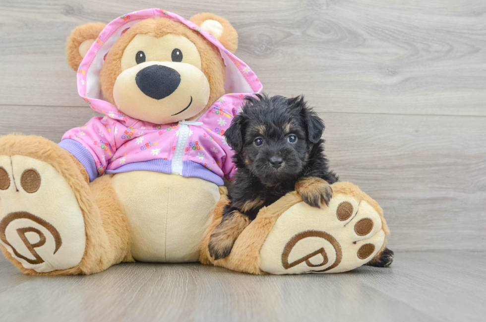 5 week old Mini Aussiedoodle Puppy For Sale - Premier Pups