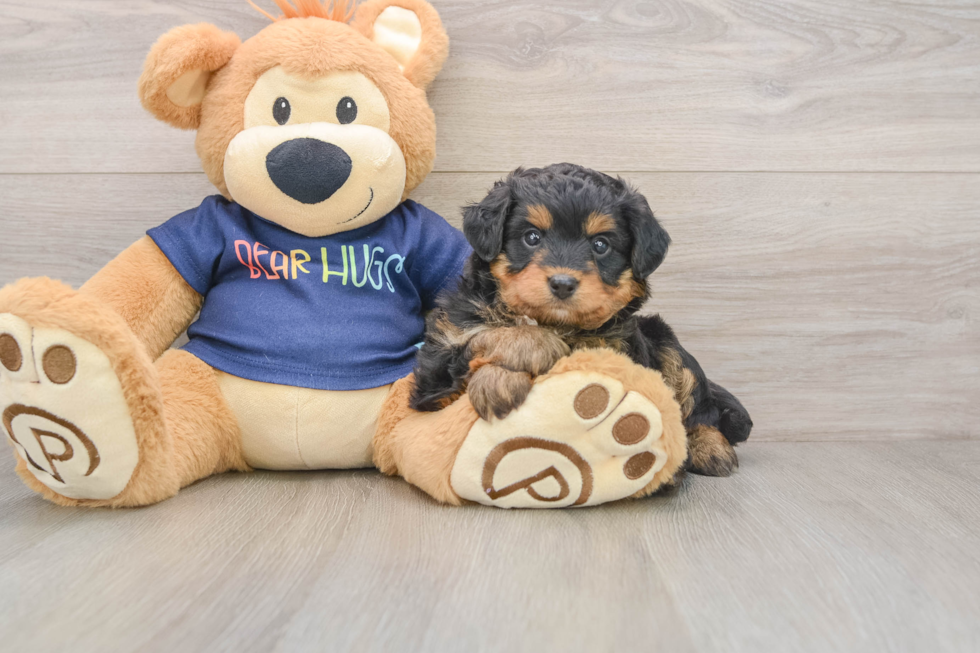 Mini Aussiedoodle Pup Being Cute