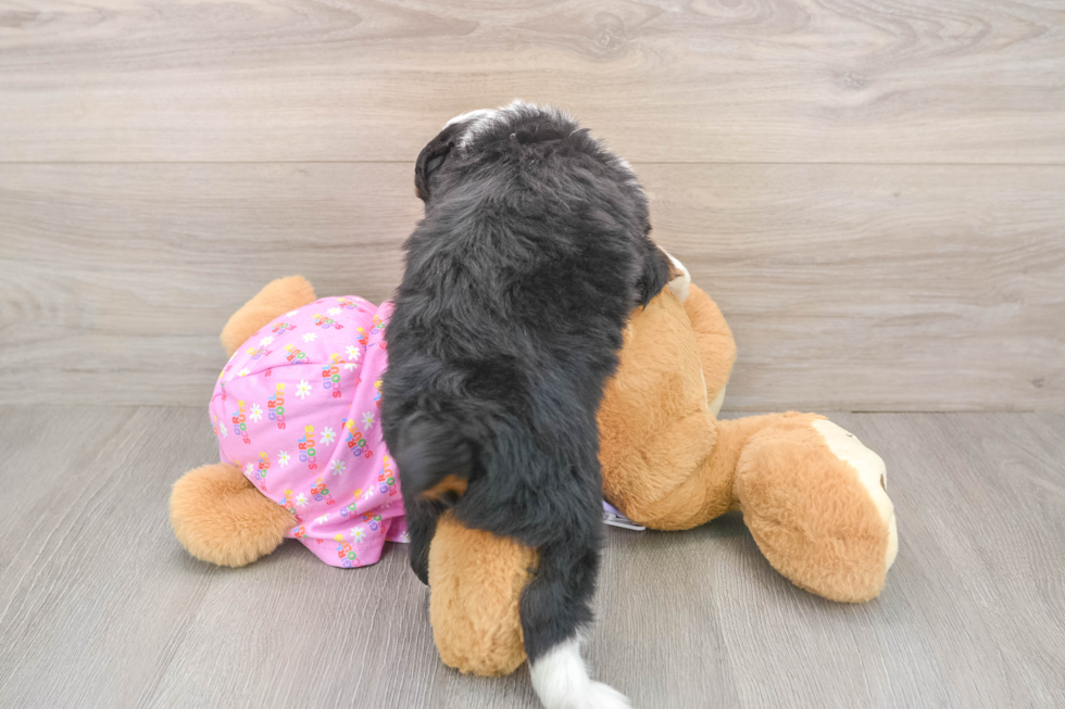 Energetic Aussie Poo Poodle Mix Puppy