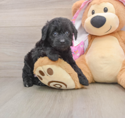 8 week old Mini Aussiedoodle Puppy For Sale - Premier Pups
