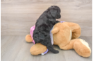 Fluffy Mini Aussiedoodle Poodle Mix Pup